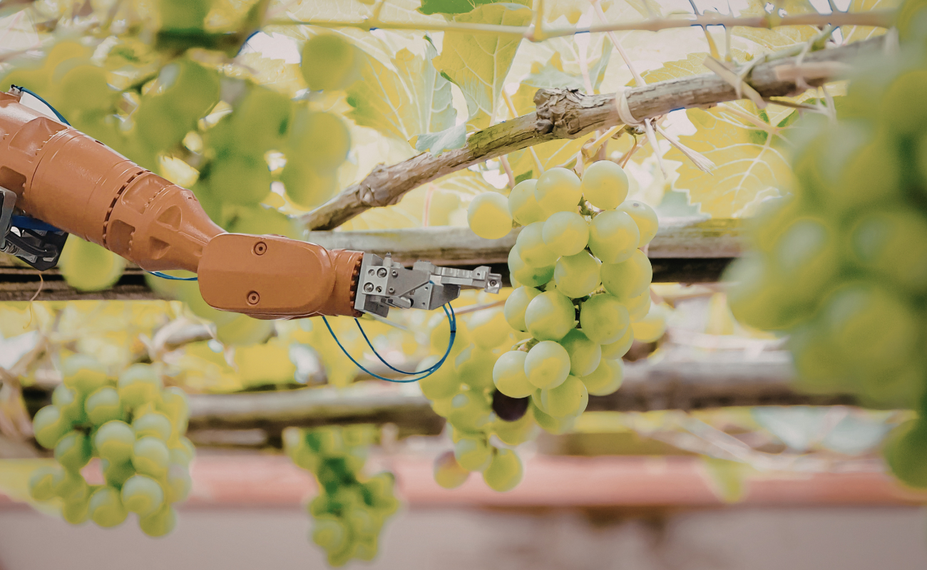 Automazione nella viticoltura: sensori, AI e robot potatori